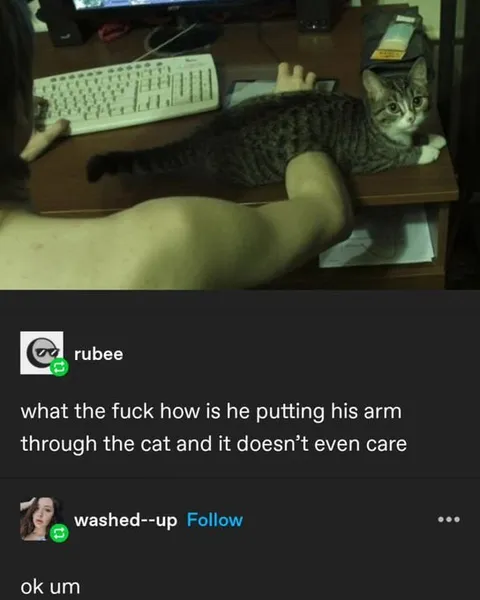 Arm Through Cat Reaction