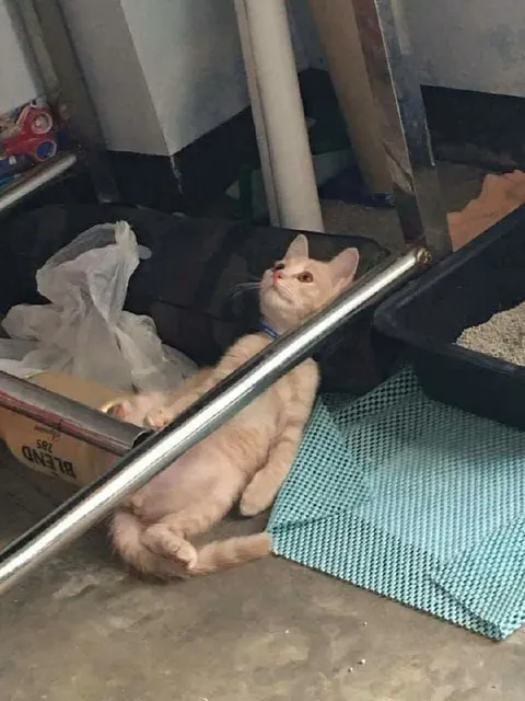 Кот в нелепой позе