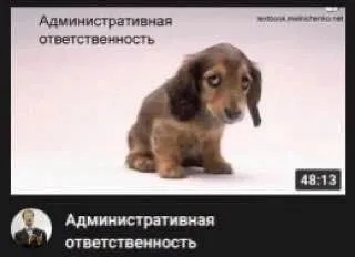 Административная ответственность щенка
