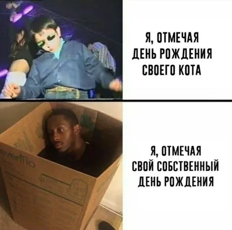 День рождения кота веселее своего