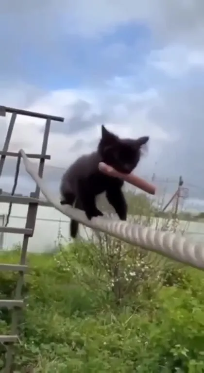 Кот проходит невозможную миссию