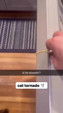 Cat Tornado Escapes Through Door