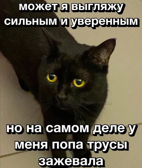 Чёрный кот с зажеванными трусами