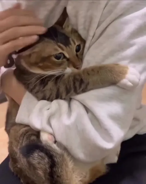 Кот уютно спрятался в объятиях