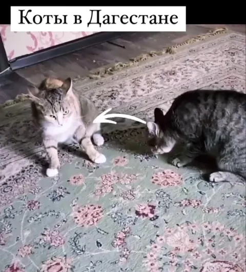 Коты в Дагестане