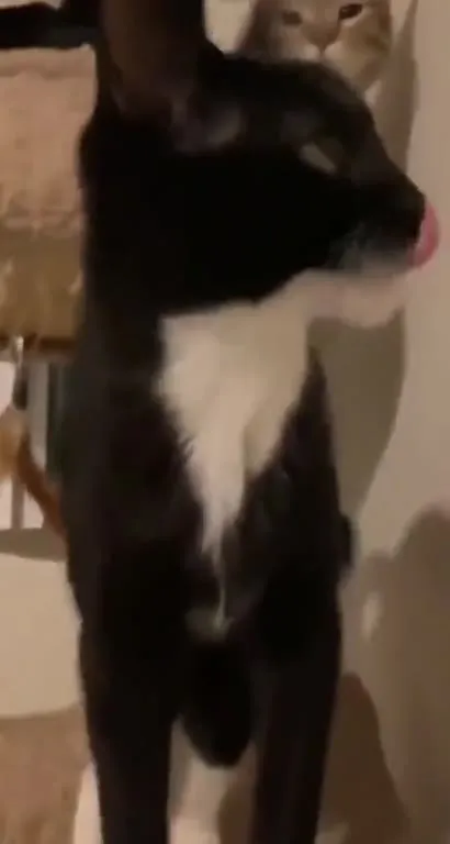 Кот подходит к недовольному коту