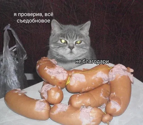 Кот проверил всё съедобное