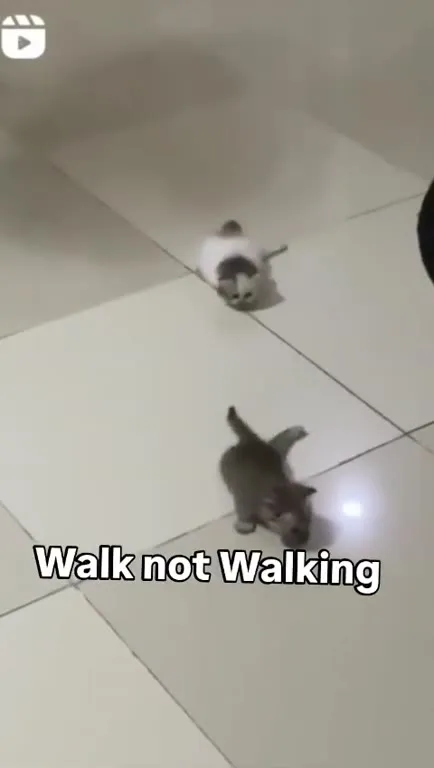 Walk Not Walking Cats
