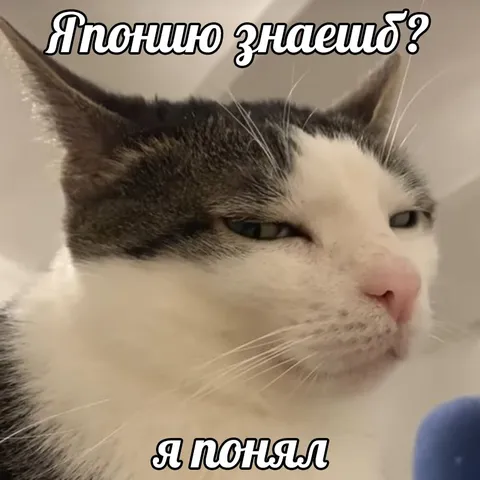 Кот всё понял