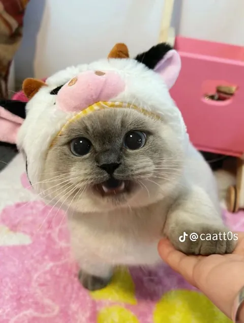 Котёнок в костюме коровки