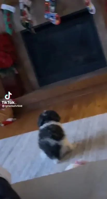 Котёнок играет на кровати