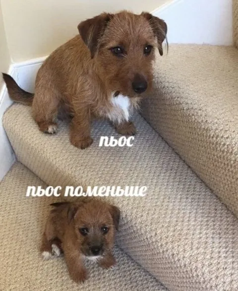 Пёс поменьше