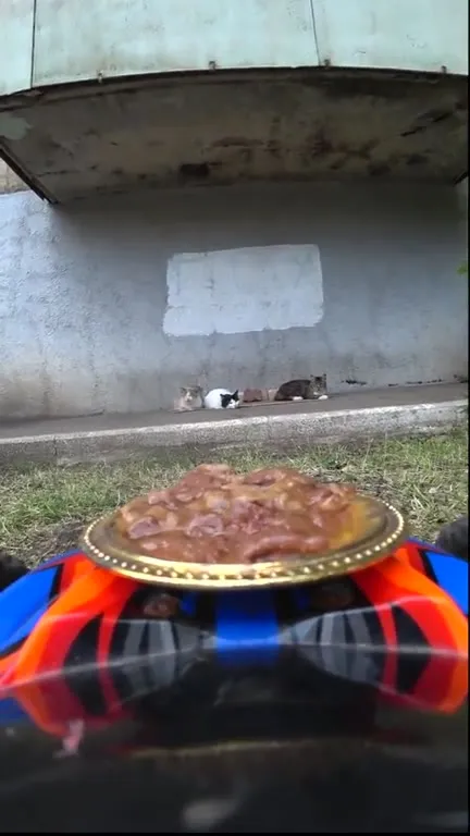 Кот едет за кормом