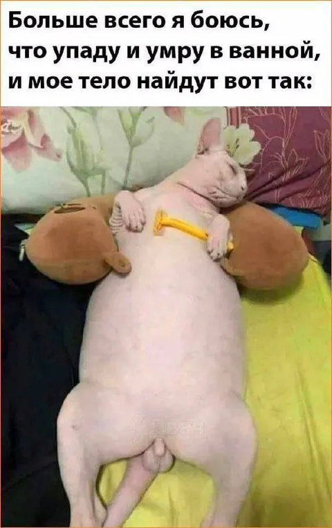 Кот, найденный в ванной