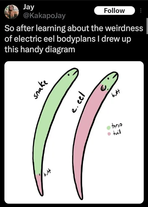 Electric Eel Bodyplan Diagram