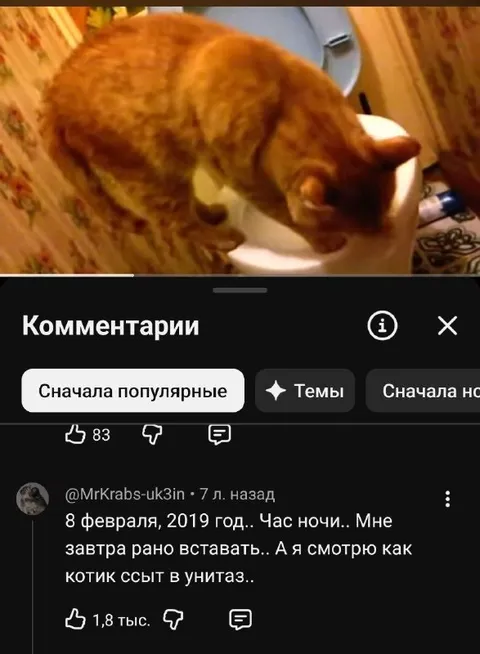 Котик ссыт в унитаз