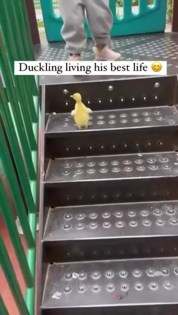 Duckling Living Its Best Life
