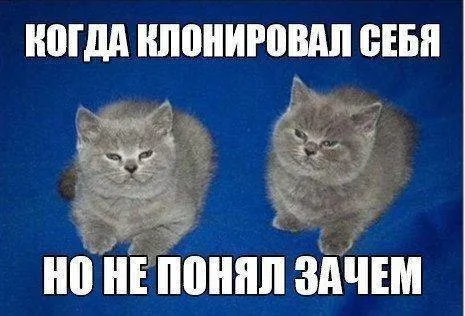 Кот не понял зачем клонировал себя
