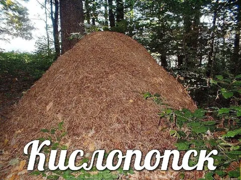 Кислородск — город под ёлкой