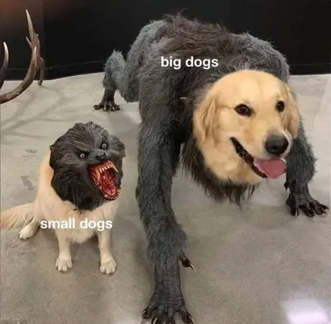 Big Dogs Small Dogs
