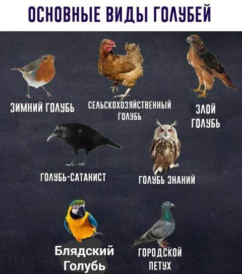 Основные виды голубей