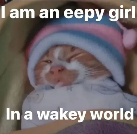 Sleepy Cat in a Wakey World