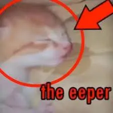 The Eeper Cat