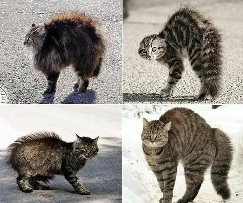 Коты с огромными хвостами
