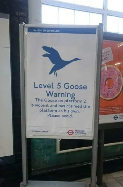 Level 5 Goose Warning