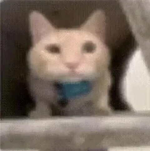Кот смотрит под музыку