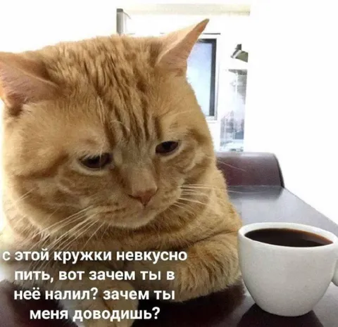 Кот недоволен кофе