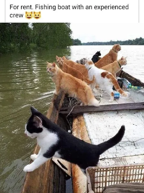 Experienced Cat Fishing Crew