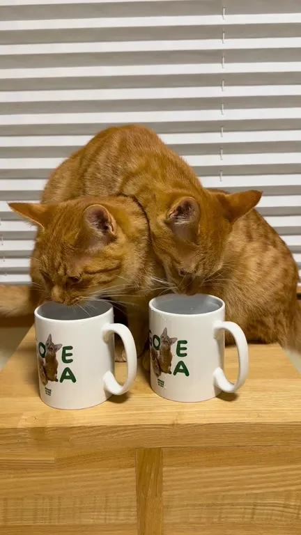Коты пьют чай из кружек