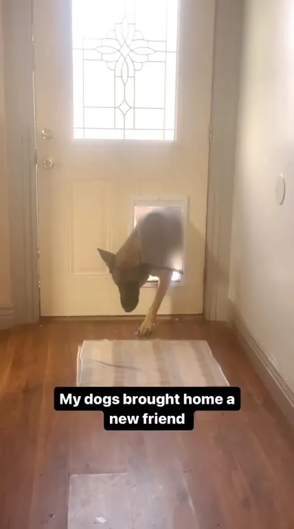 My Dogs Brought Home a New Friend