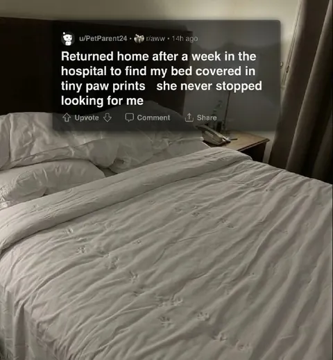 Tiny Paw Prints After Hospital