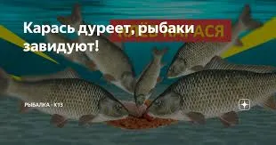 Карась дурееет, рыбаки завидуют