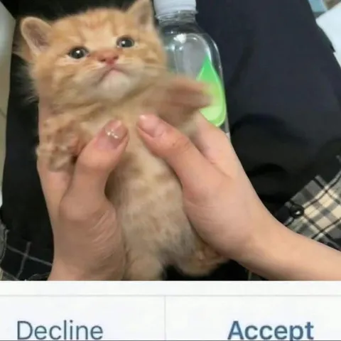 Котёнок выбирает принять