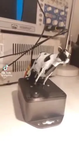 Кот танцует на приборе