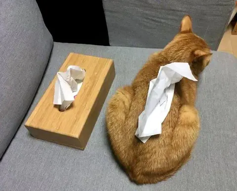 Кот вместо салфетки