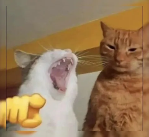 Кот кричит на спокойного кота