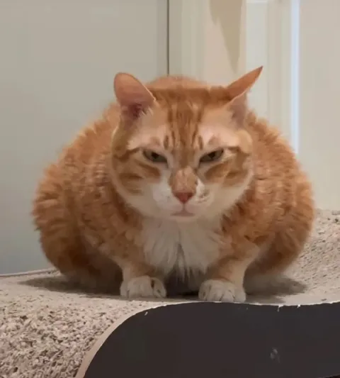 Очень сердитый рыжий кот