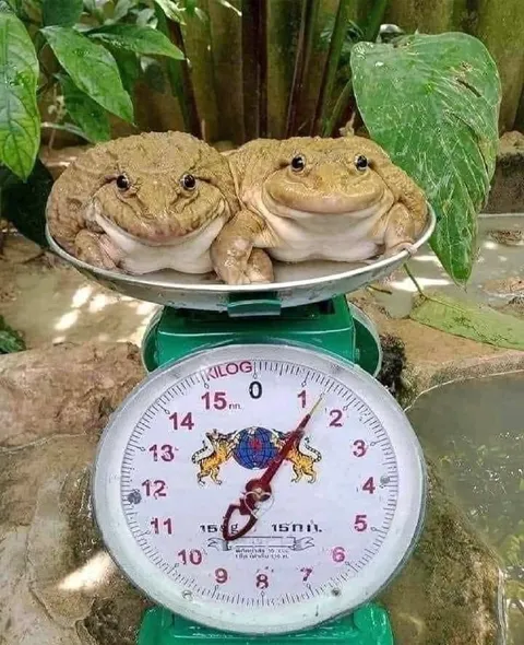 Лягушки на весах
