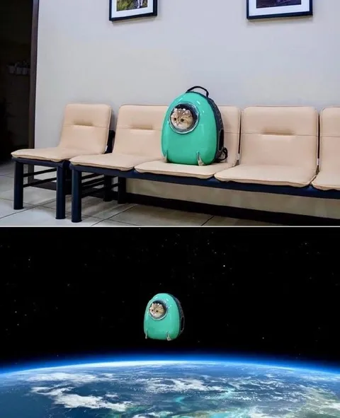 Кот улетел в космос