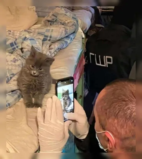 Кот на съёмке у ветеринара