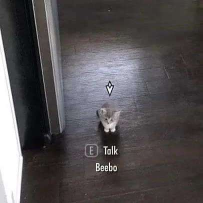 Talk to Beebo the Cat