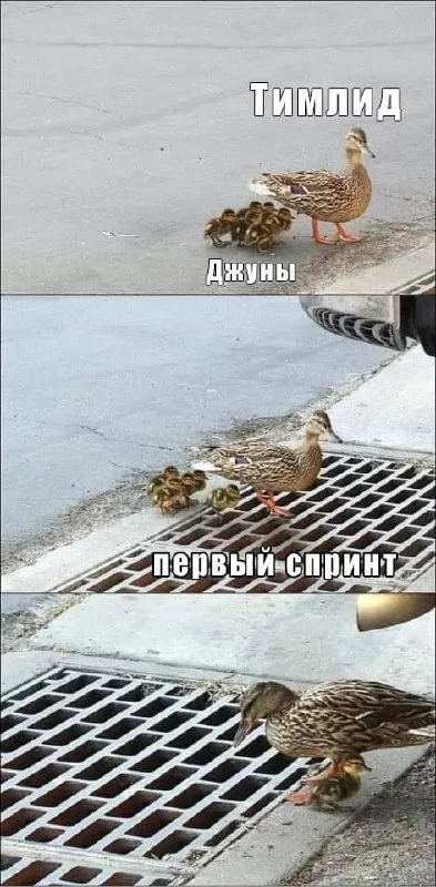 Тимлид и первый спринт