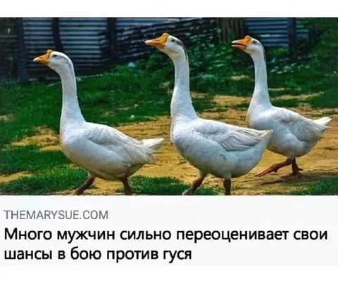 Мужчины против гуся