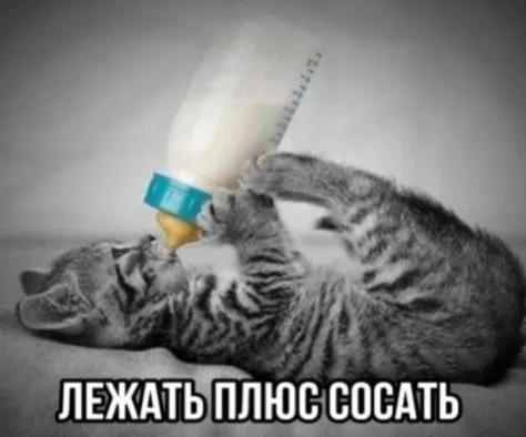 Лежать плюс сосать