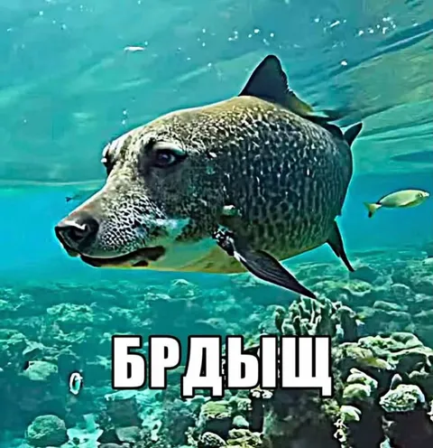 БРДЫЩ под водой