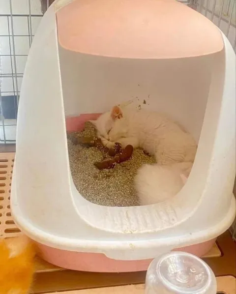 Кот спит в лотке